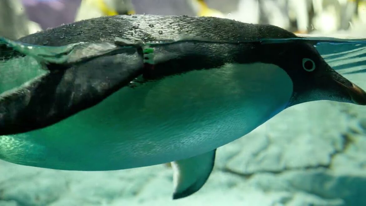 Japan Travel Winter 2022 [4K] - Ep. 7 Japan's Biggest Aquarium? (Osaka Day 2)