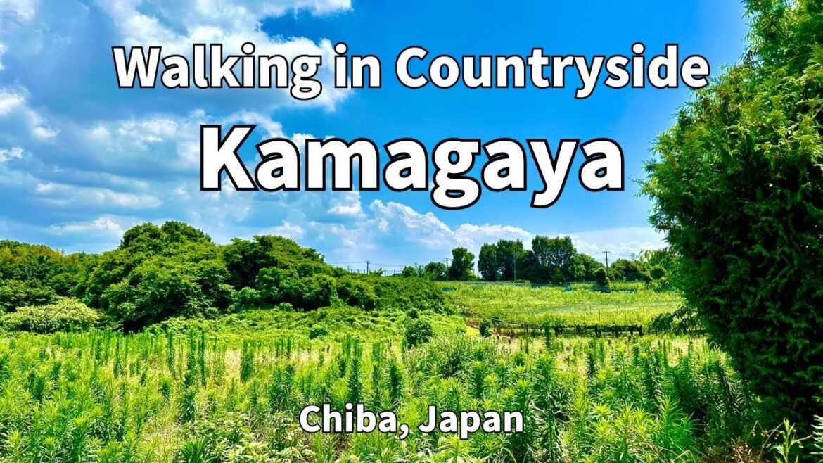 Countryside Walking in Kamagaya, Chiba | JAPAN Walking Tour Countryside Walking in Kamagaya, Chiba | JAPAN Walking Tour
