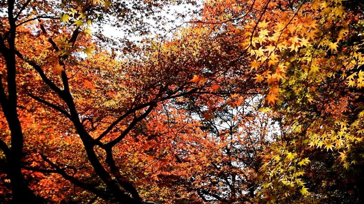 北野天満宮（お土居）の紅葉Autumn leaves,Kitano Tenmangu Shrine.