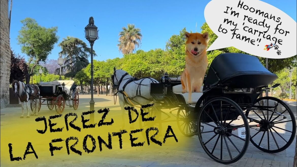 Dog-friendly tour of Jerez de la Frontera with Akita Inu: A hidden gem in Spain! Dog-friendly tour of Jerez de la Frontera with Akita Inu: A hidden gem in Spain!