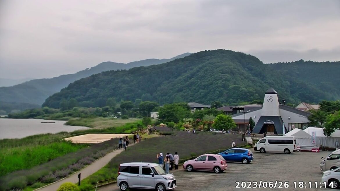 [LIVE]【2023.6.26】ハーブフェスティバル　ラベンダー開花状況　富士山ライブ　大石公園　河口湖　ライブカメラ