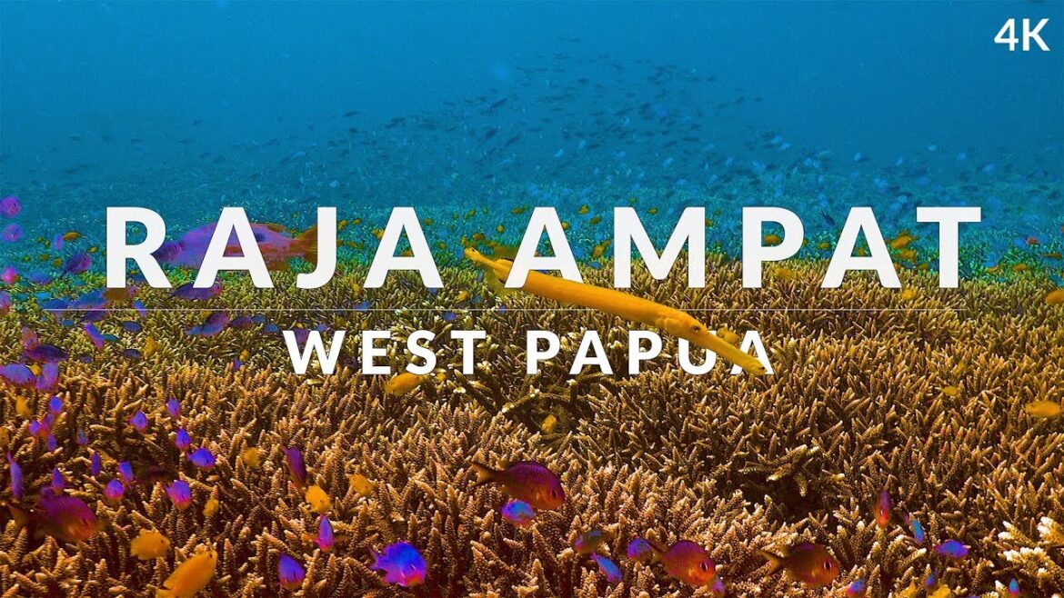 This is Raja Ampat (4k) – dive into the dream of biodiversity This is Raja Ampat (4k) - dive into the dream of biodiversity