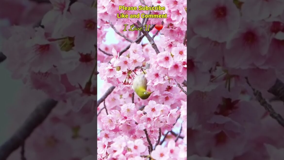 Indahnya Bunga Sakura #shorts Indahnya Bunga Sakura #shorts