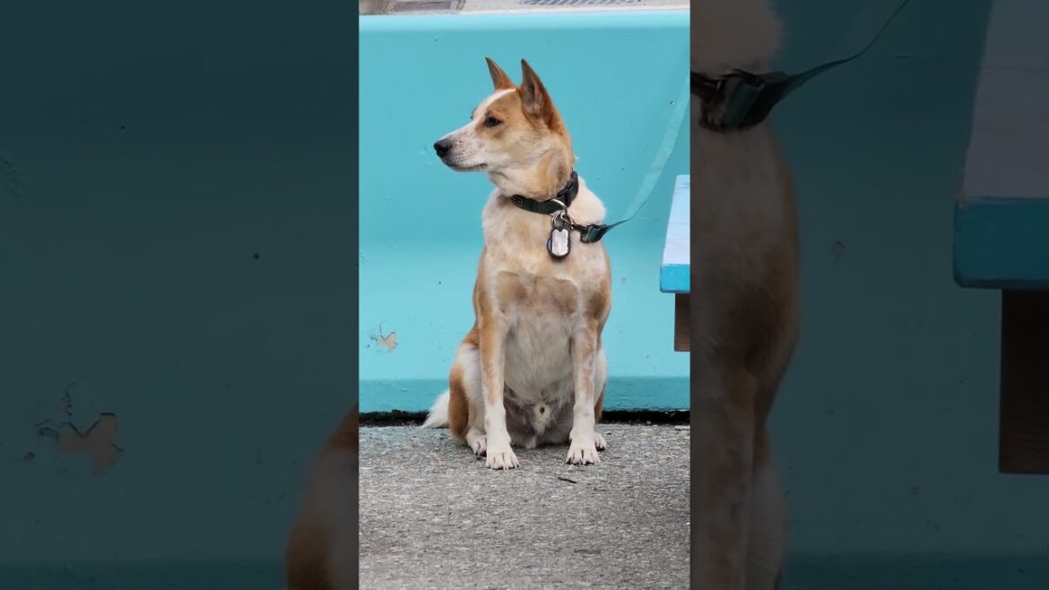 AKITA WATCHING DACHSHUND AND ROUGH COLLIE TALKING