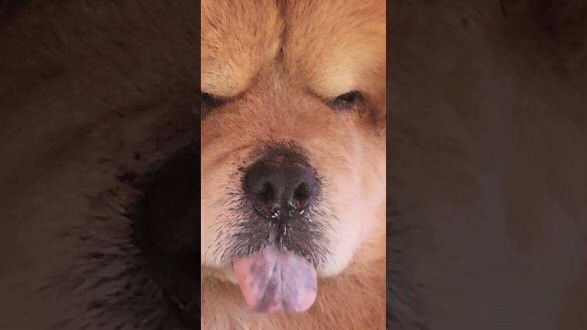 I AM CHACHA AND I APPROVE THIS VIDEO BY THE WAY HAVE YOU SEEN ME BEFORE