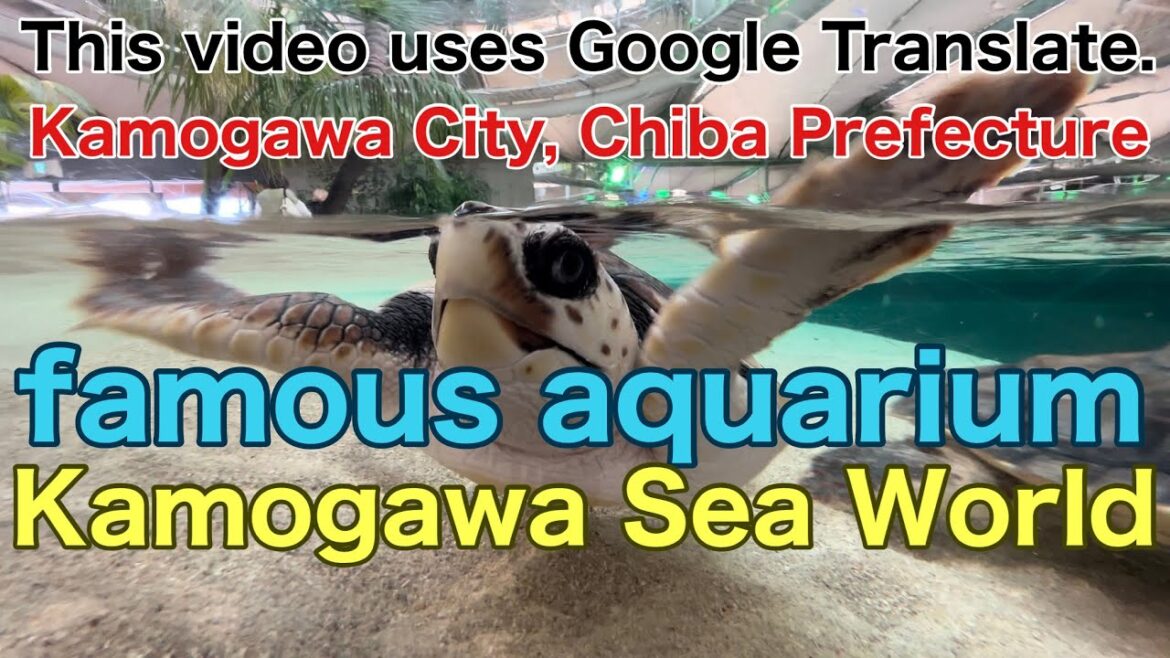 4K [Chiba] Japan's famous aquarium. Kamogawa Sea World #japantravel