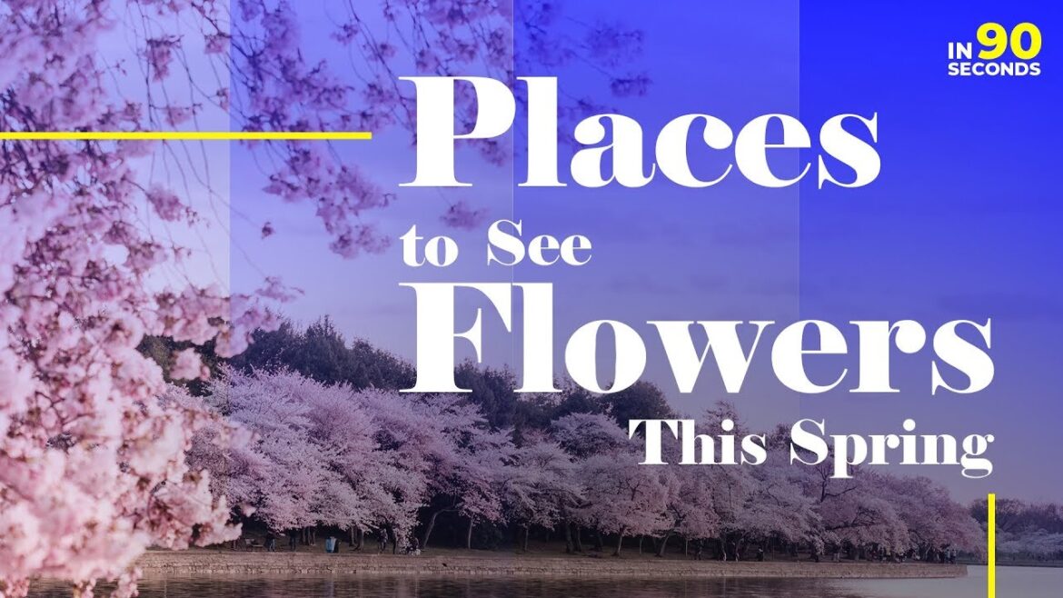 In 90 Seconds - Places To See Flowers In Spring