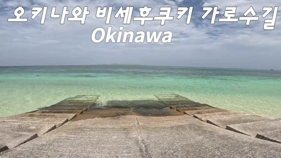 오키나와 비세후쿠키 가로수길,츄라우미수족관,Okinawa Churaumi Aquarium,備瀬のフクギ並木,沖縄美ら海水族館 오키나와 비세후쿠키 가로수길,츄라우미수족관,Okinawa Churaumi Aquarium,備瀬のフクギ並木,沖縄美ら海水族館