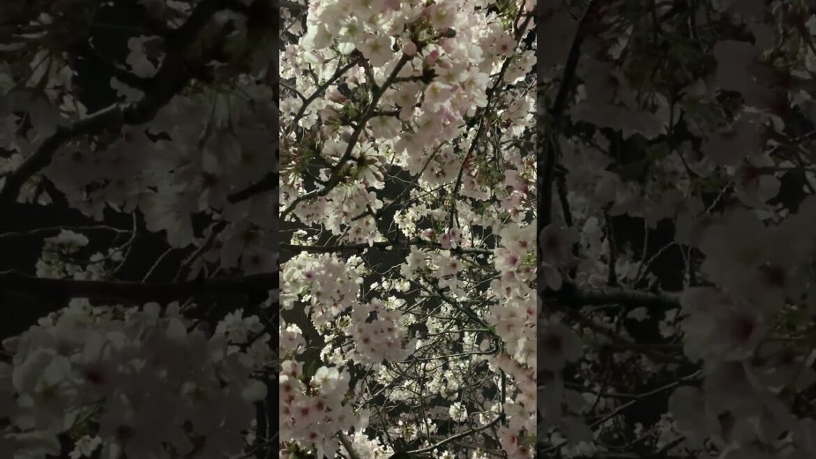 Paseando a lado del Río Ooka para ver los cerezos : Yokohama, Japón #shorts