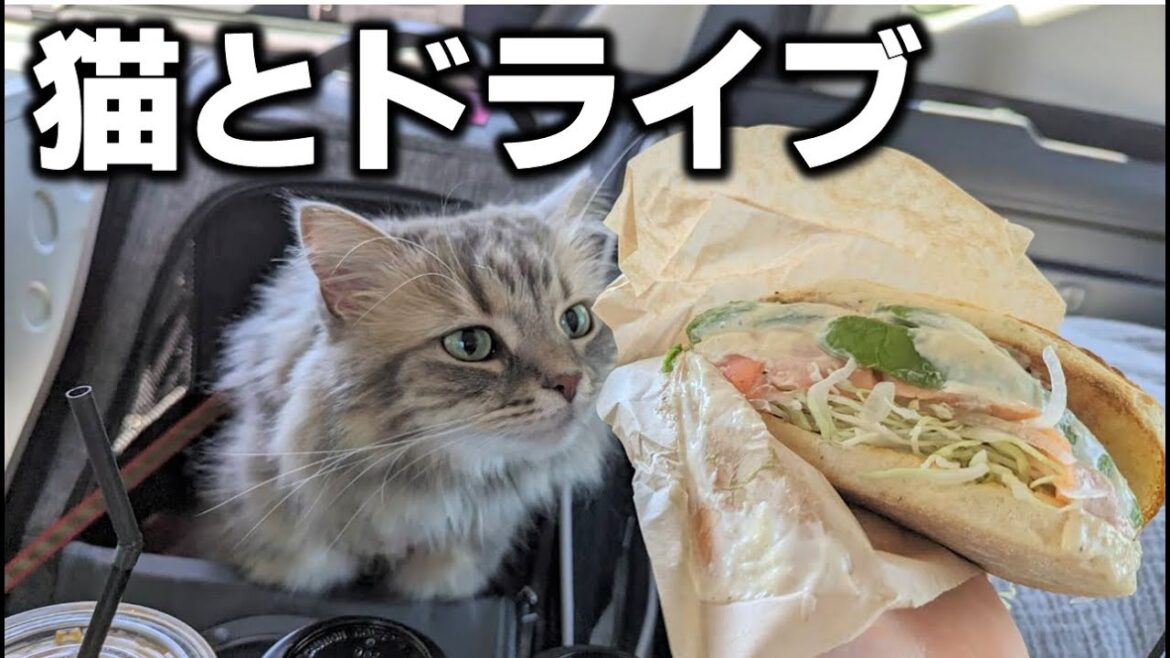 【千歳グルメ旅】話題の絶品サンドイッチを満喫!最高ジェラートも楽しむ夏の猫散歩 【千歳グルメ旅】話題の絶品サンドイッチを満喫!最高ジェラートも楽しむ夏の猫散歩