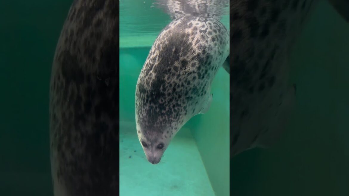 おたる水族館　ワモンアザラシ / Ringed Seal Dolphin in Otaru Aquarium.