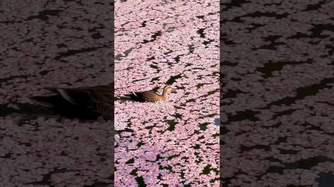 📍 Hirosaki Park, Aomori, Japan