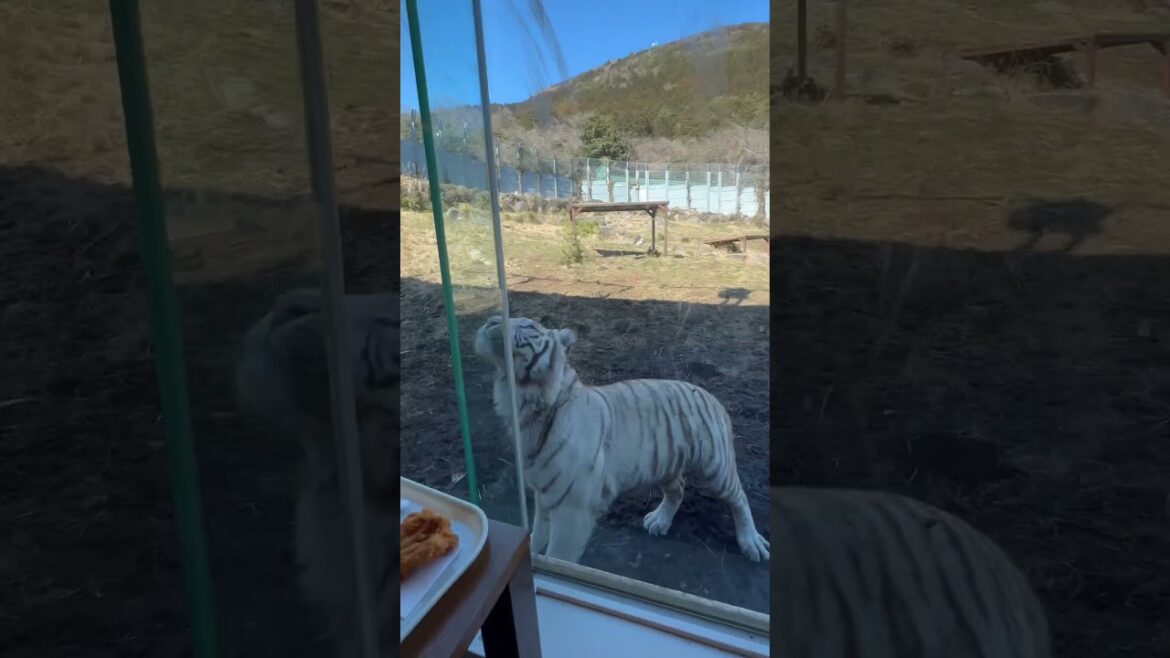 Izu Animal kingdom shizuoka 伊豆アニマルキングダム #japan