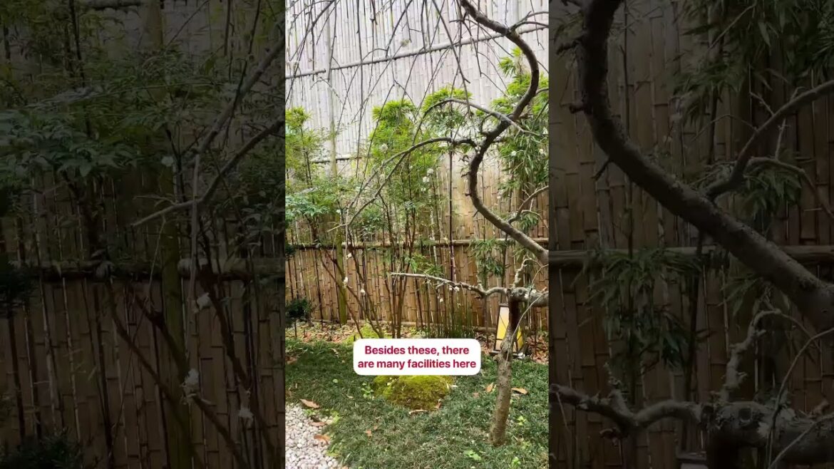 😮Longest Suspension Pedestrain Bridge in Japan