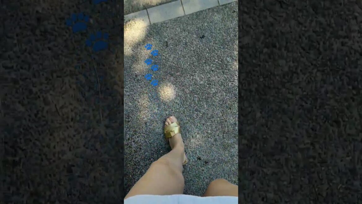 Shizuoka prefecture, Shirahama 🤍 #japan #travel #beach