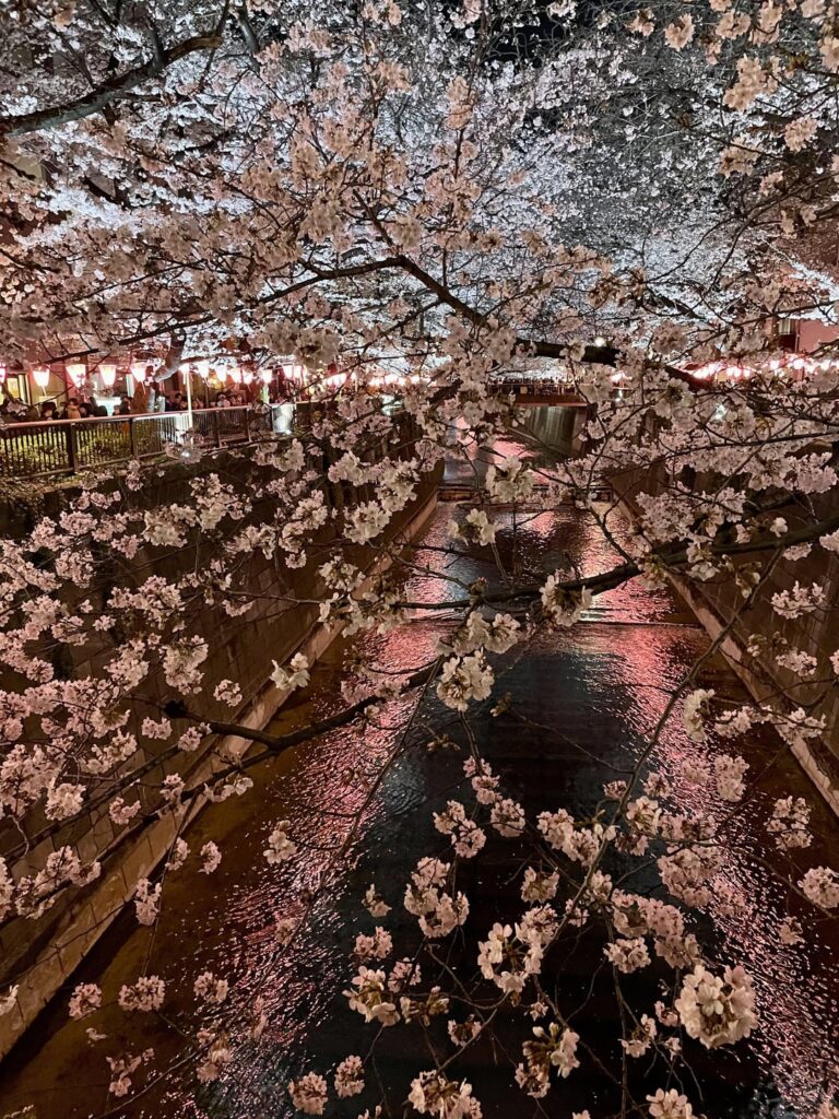 Kamimeguro Cherry Blossoms