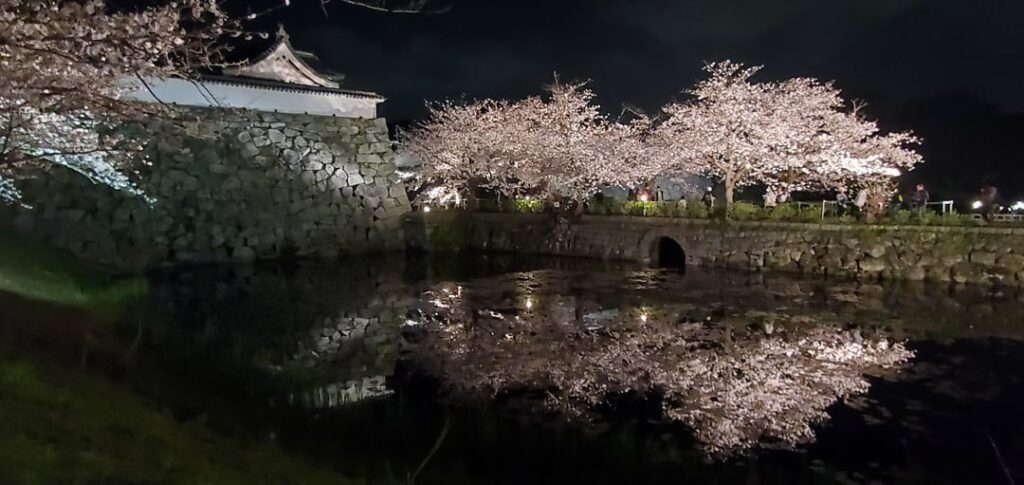Fukuoka castle 2023 cherry blossom festival at Ohori Park at night.