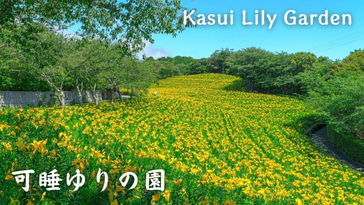 【4K】可睡ゆりの園 – Kasui Lily Garden / Cinematic / Japan / α7SⅢ 【4K】可睡ゆりの園 - Kasui Lily Garden / Cinematic / Japan / α7SⅢ