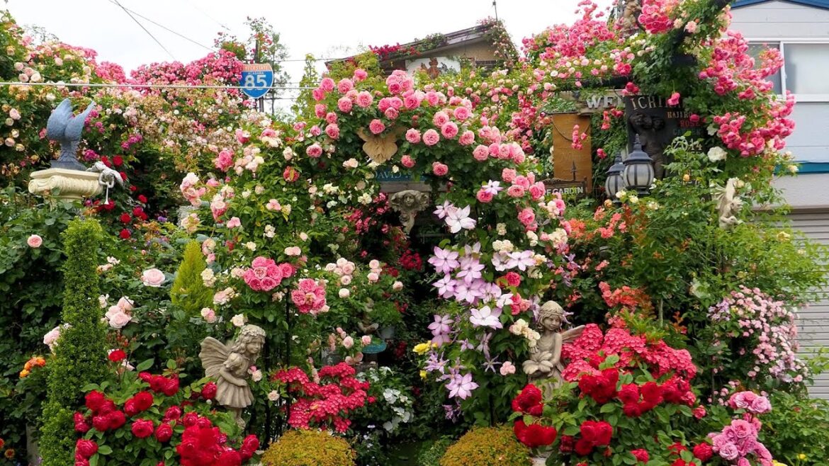 【Private Residence】Summer gardens of Facilities in Japan. 夏のオープンガーデン #分蜂 #swarming #rose 【Private Residence】Summer gardens of Facilities in Japan. 夏のオープンガーデン #分蜂 #swarming #rose