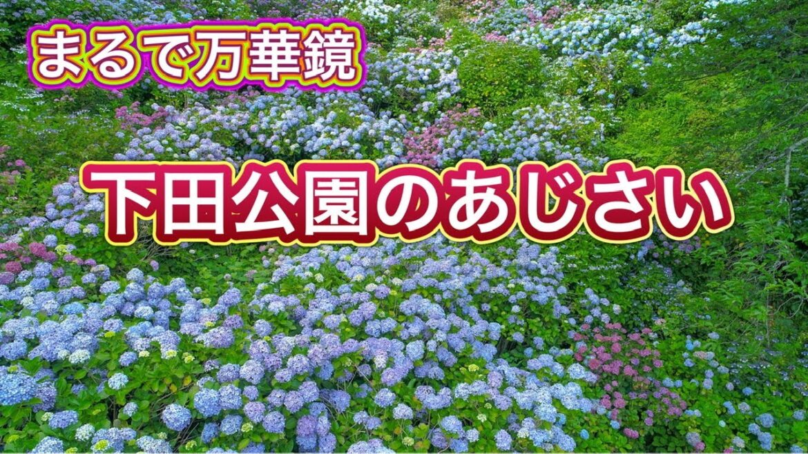 静岡県 伊豆【下田公園のあじさい】ドローン空撮 静岡県 伊豆【下田公園のあじさい】ドローン空撮
