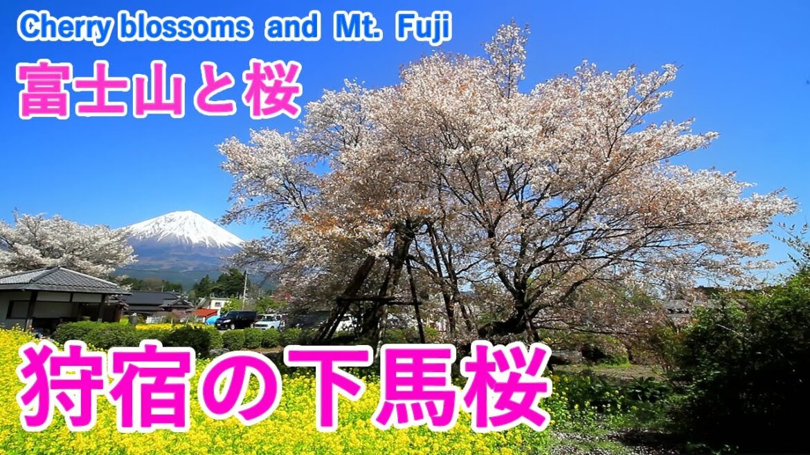 静岡県 狩宿の下馬桜と富士山（日本五大桜） / Kariyado no Geba Zakura and Mt. Fuji ( Shizuoka, Japan )【日本の桜名所】