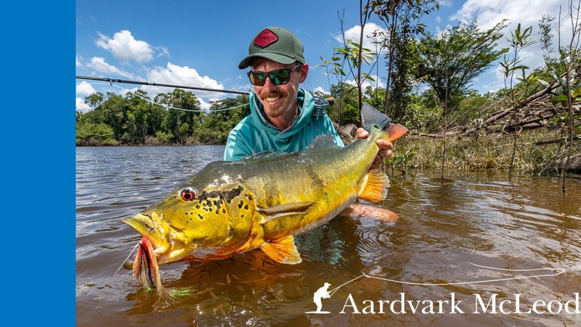 Fly Fishing For Peacock Bass from Agua Boa Lodge In Brazil
