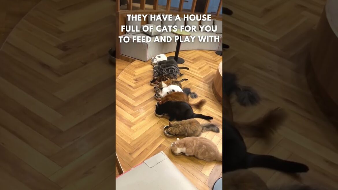 The Cat Cafe in Nagoya, Japan 😺