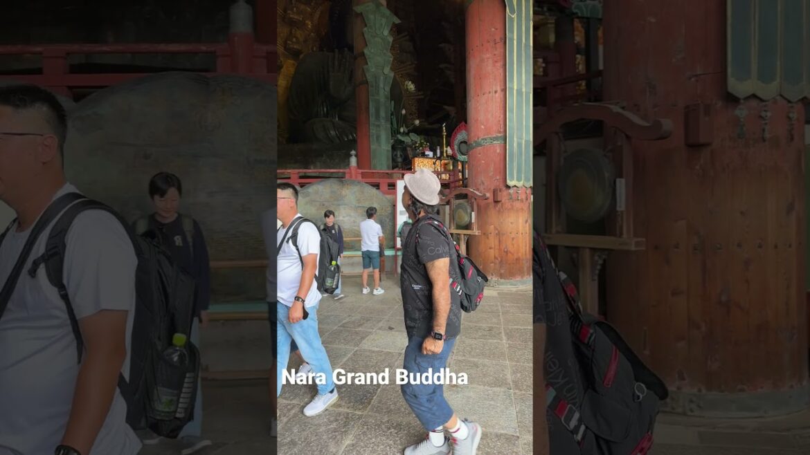 #travel #japan #sakura #osaka #nara #grandbhdhha #travel #japan #sakura #osaka #nara #grandbhdhha