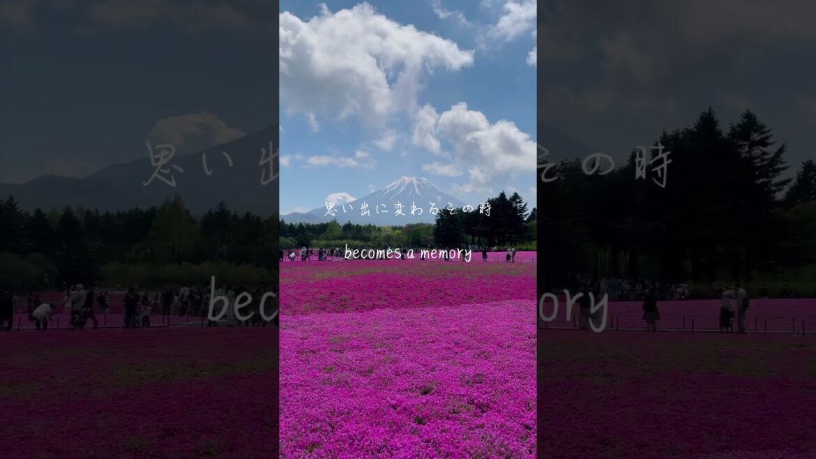Beautiful Memories | Torii Whispers #japan #japantravel #japanvlog #anime #japantrip #japanesemusic