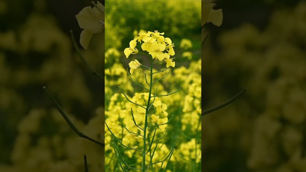 北海道の菜の花さんぽ「道の駅あびら D51ステーション」丘陵地帯に広がる黄色のじゅうたんが絶景 #shorts