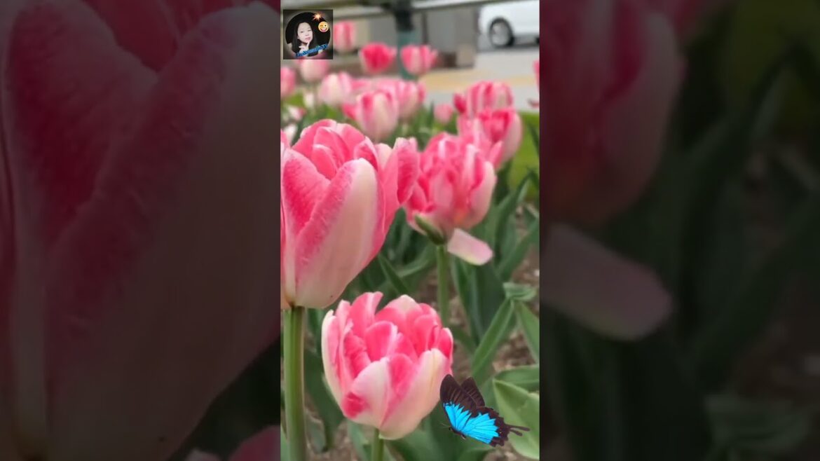 SAPPORO Japan's northernmost major city and the nation's fifth-largest overall. #shortvideo