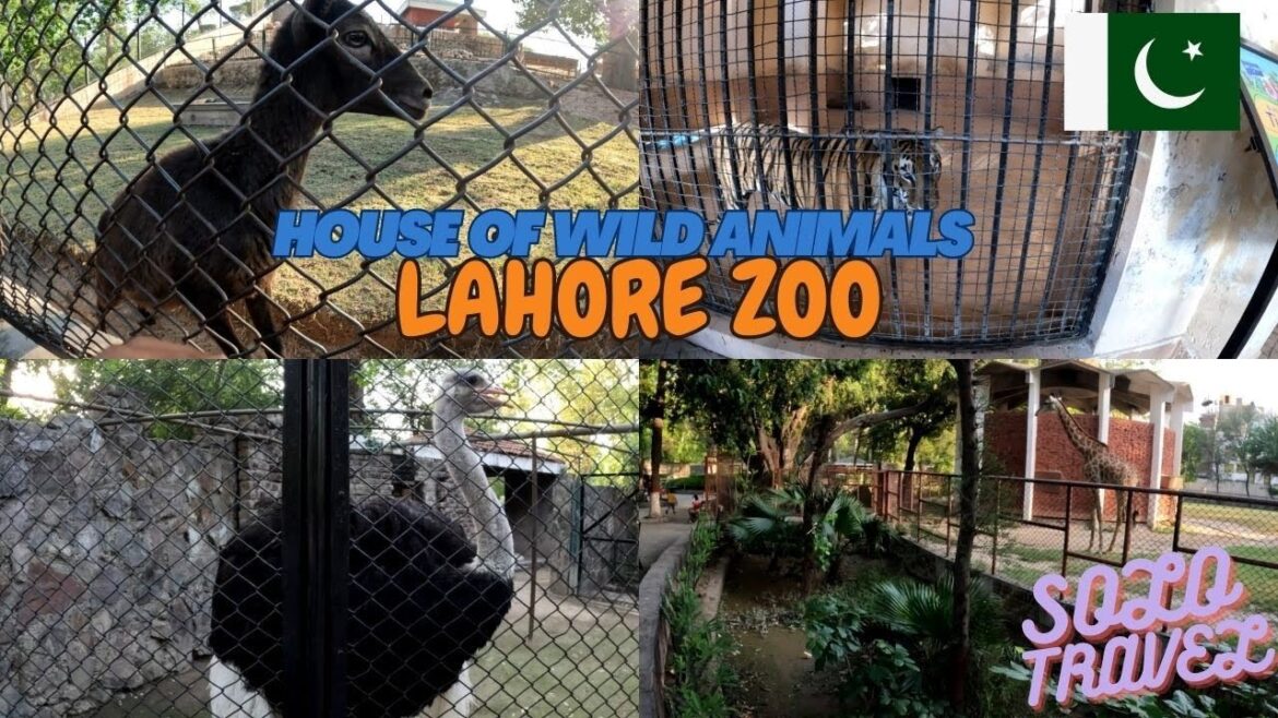 Lahore Zoo | Safari Zoo Park Lahore | Travel Vlogs #lahore #pakistan