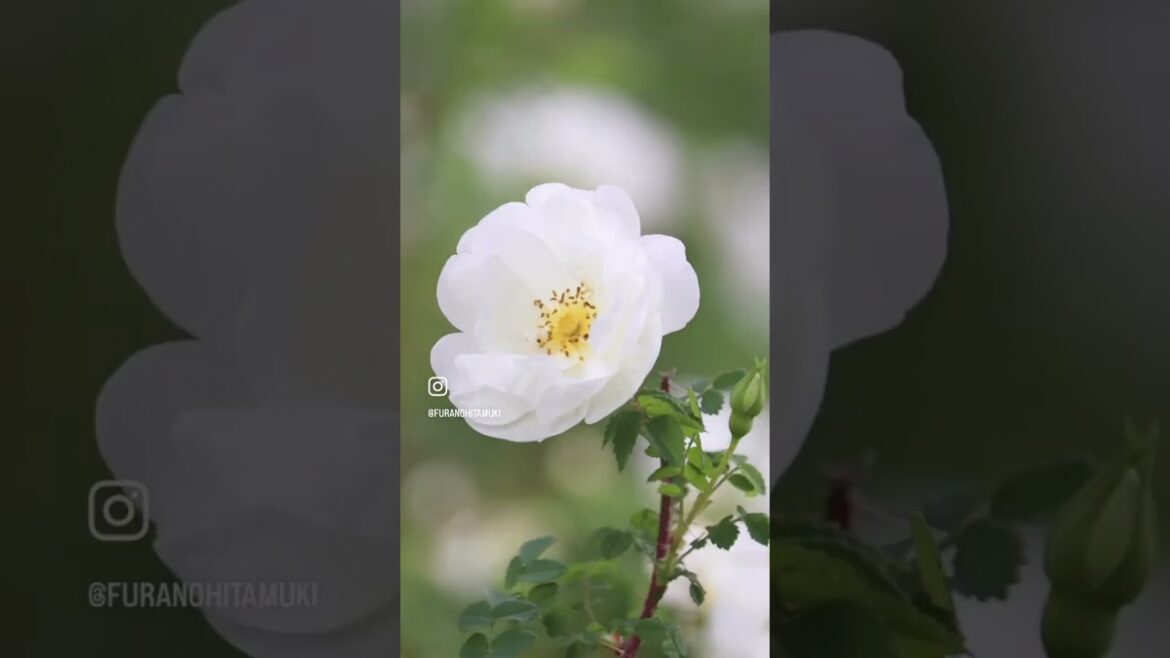 【富良野観光物語】7月の富良野 #furano #hokkaido #北海道 #富良野 #ラベンダー #旅行 #travel #shorts #summer