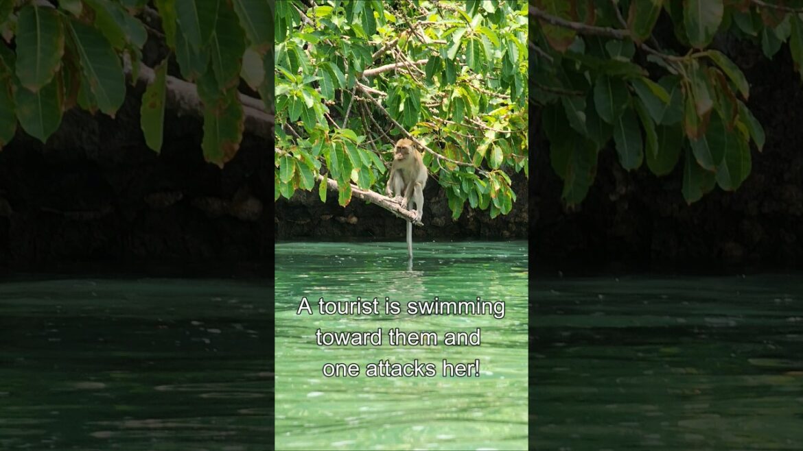 🚨MONKEY ATTACKS TOURIST🚨| Pakbia Island, Krabi Thailand #shorts