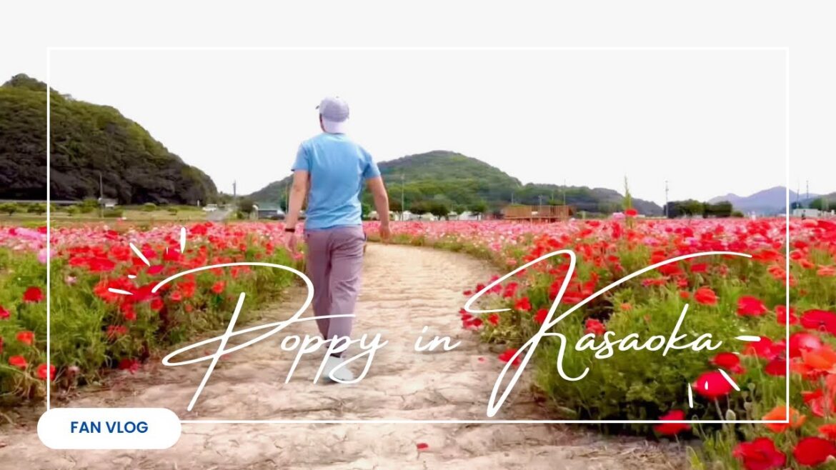 #62 Vườn hoa Poppy ở Kasaoka Okayama #62 Vườn hoa Poppy ở Kasaoka Okayama