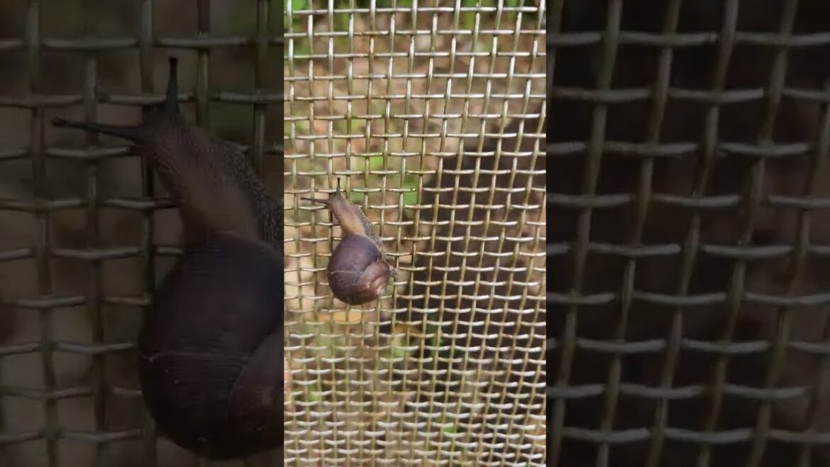 やんばるのマイマイ #shorts