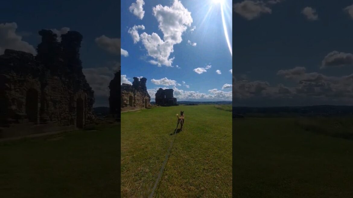 This Malinois Guards this 14th Century Ancient Castillo