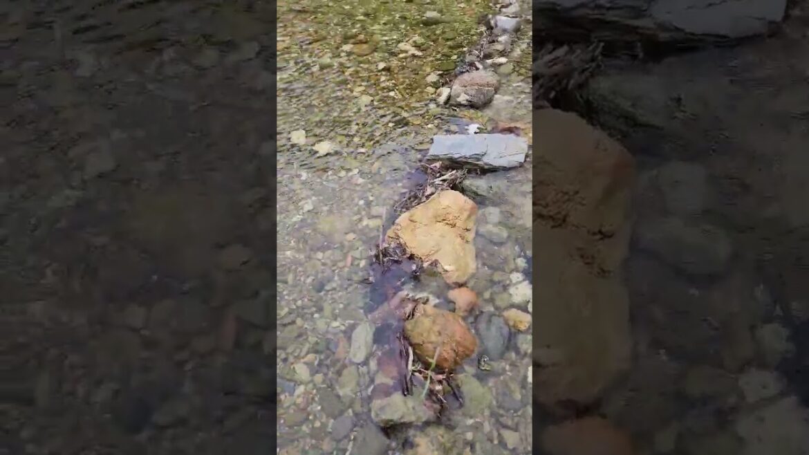 渡れるかな～？　…って思ってたら左足落ちました