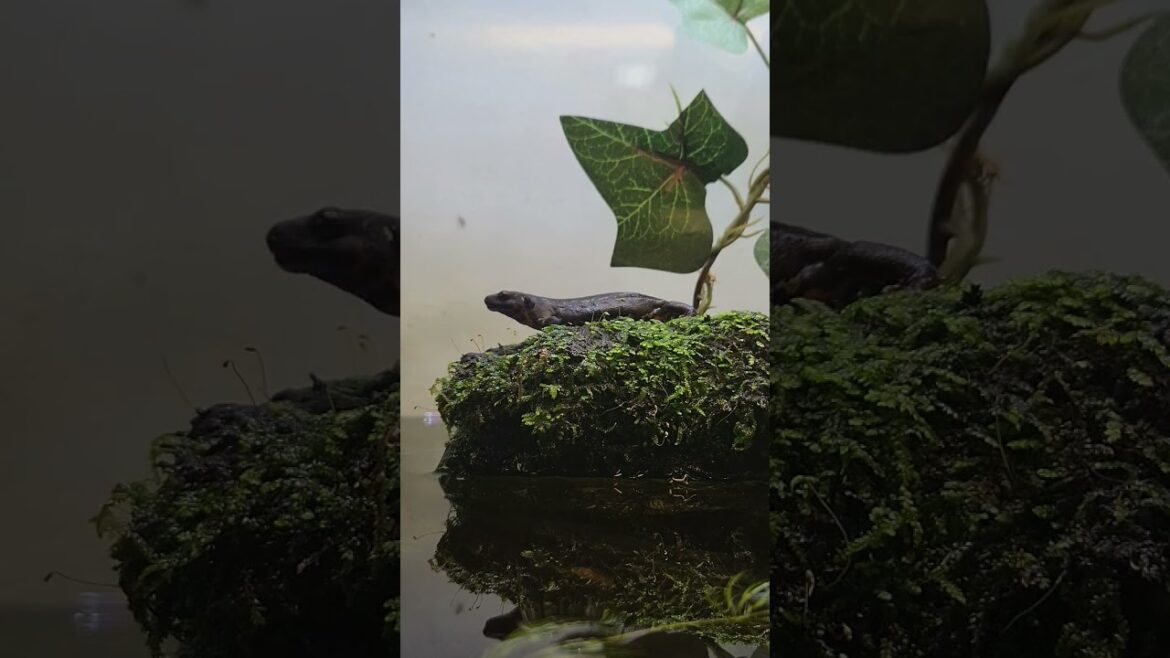 ピクピク #Shorts