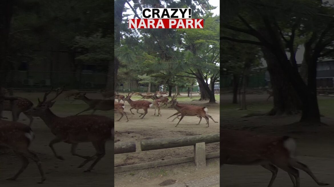 The scariest time in Nara Park #shorts #nara #japan #deer 奈良公園 The scariest time in Nara Park #shorts #nara #japan #deer 奈良公園