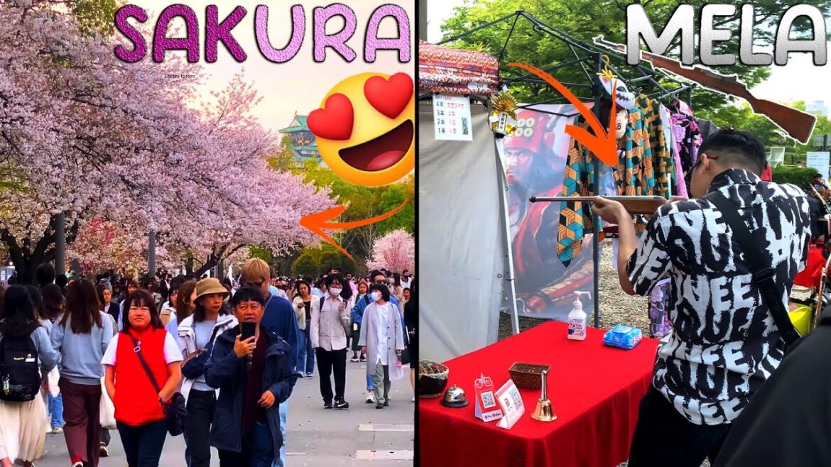 Mela and sakura in japan