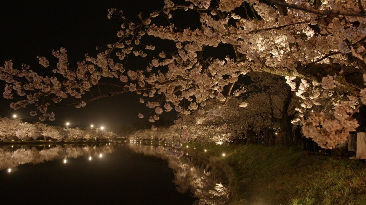Hirosaki Castle Cherry Blossom Festival: Majestic Landmark & Cherry Blossom Haven in Aomori, Japan Hirosaki Castle Cherry Blossom Festival: Majestic Landmark & Cherry Blossom Haven in Aomori, Japan