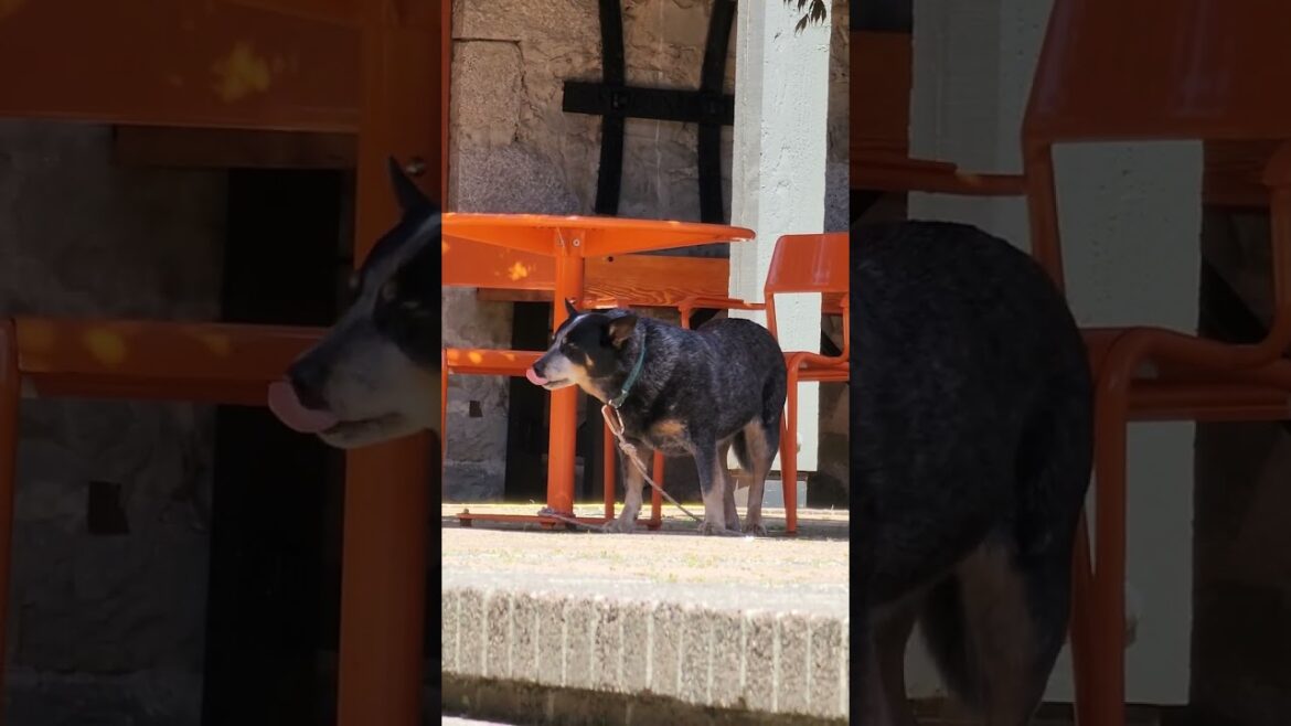 AKITA IS ENJOYING THE 2ND WEEK OF SUMMER UNDER THE SHADE
