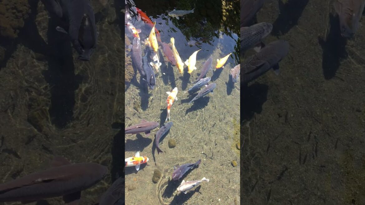 Парк "с историей" в Кумамото. Суйдзендзи #shorts