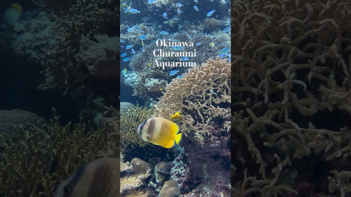 🐋Okinawa Churaumi Aquarium | 沖縄美ら海水族館 #okinawa 🐋Okinawa Churaumi Aquarium | 沖縄美ら海水族館 #okinawa