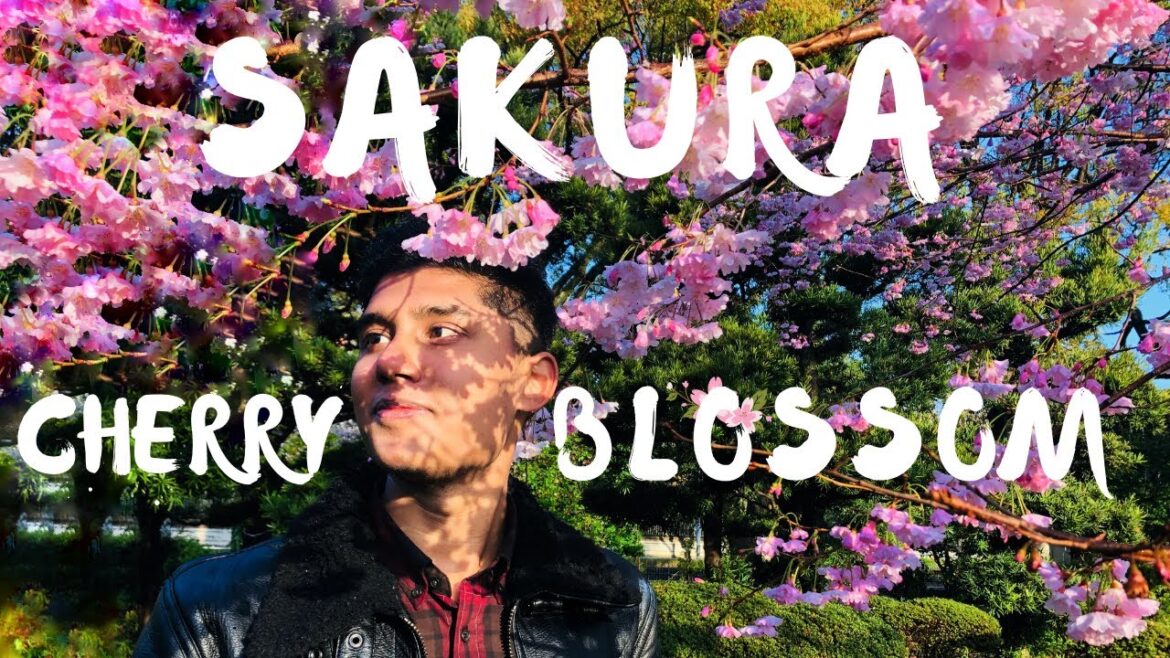 জাপানের  সাকুরার অপরূপ  সৌন্দর্য l Cherry Blossom in Sendai | SAKURA | Japan Bangla Vlog #17