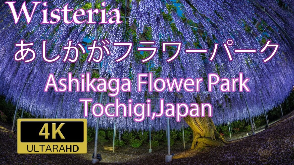 奇跡の藤 あしかがフラワーパーク Ashikaga Flower Park Wisteria 奇跡の藤 あしかがフラワーパーク Ashikaga Flower Park Wisteria