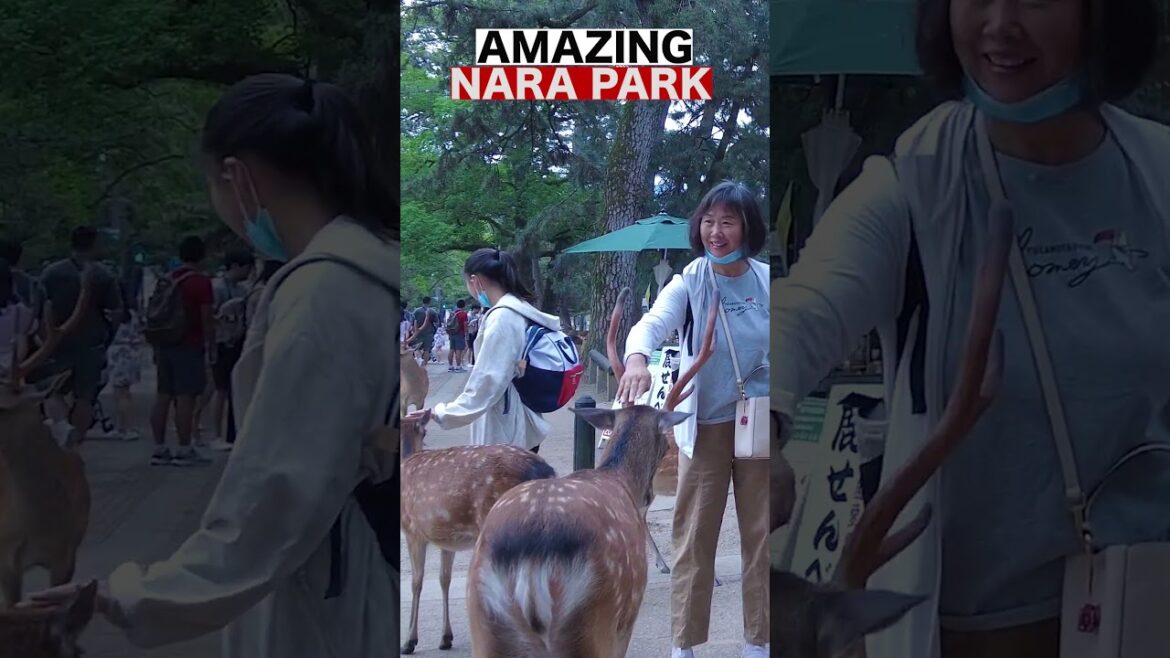 Bowing Deer of Nara, Japan 2023 #shorts #nara #deer 奈良公園の鹿 Bowing Deer of Nara, Japan 2023 #shorts #nara #deer 奈良公園の鹿
