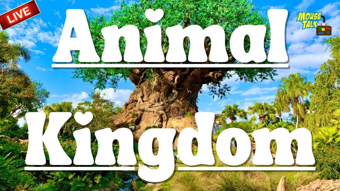 🔴 LIVE: Animal Kingdom Evening Stream |  Disney World Live Stream