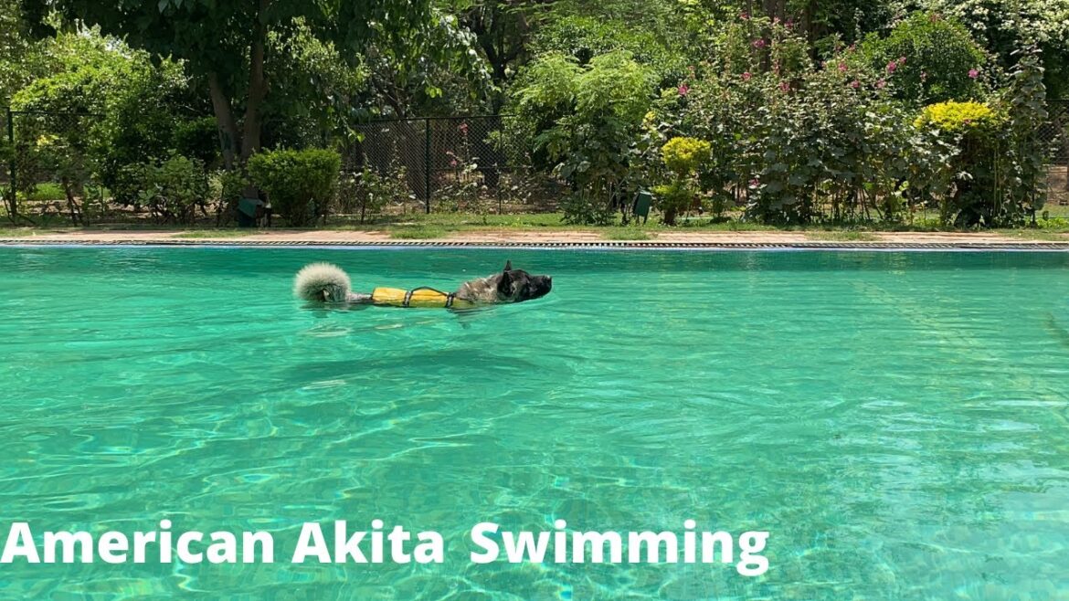 Swimming day || Akita dog || Pet Home Boarding Swimming day || Akita dog || Pet Home Boarding